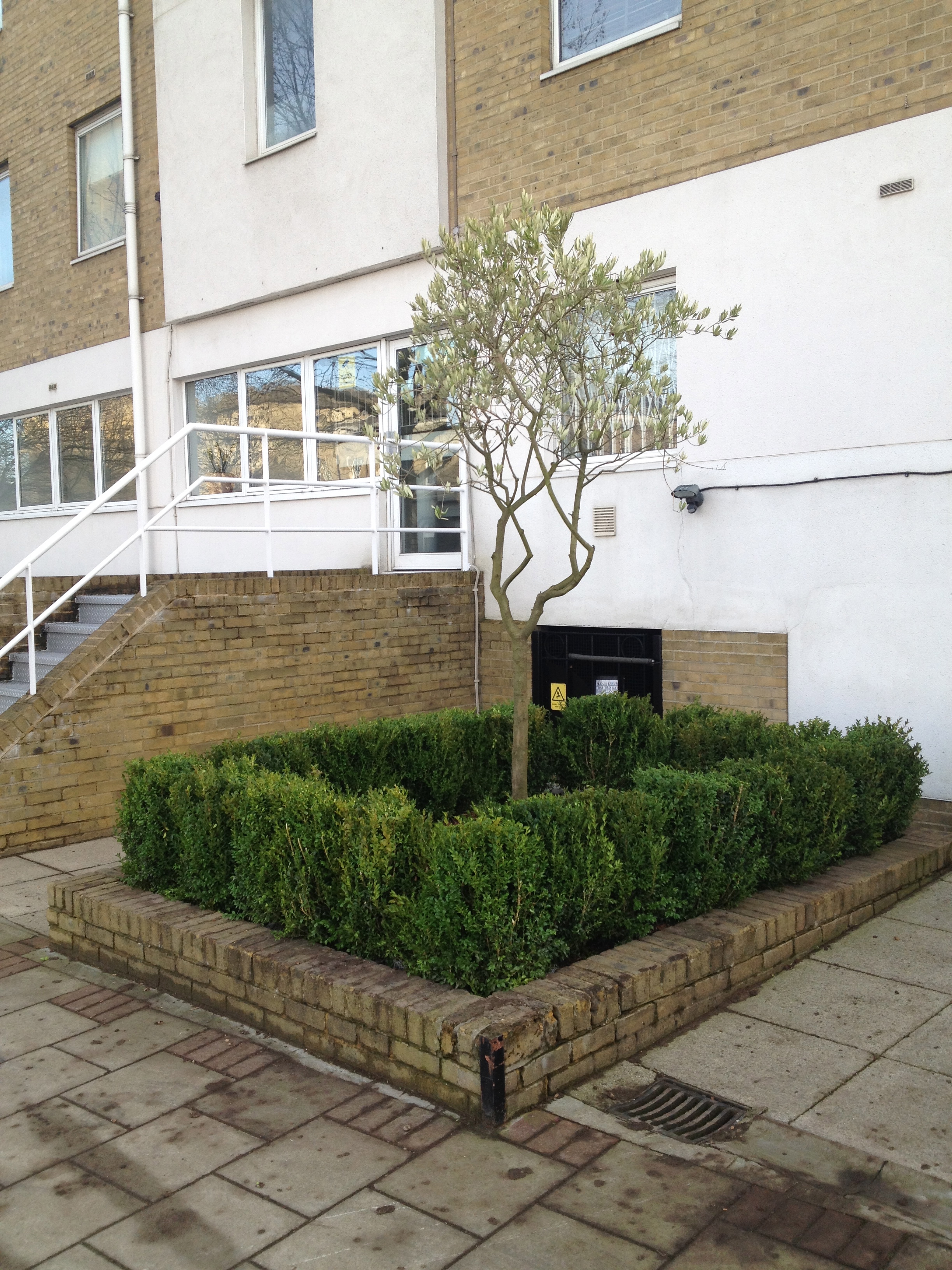 Western Planter with new plants